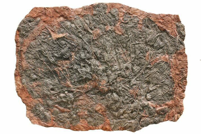 Silurian Fossil Crinoid (Scyphocrinites) Plate - Morocco #148862